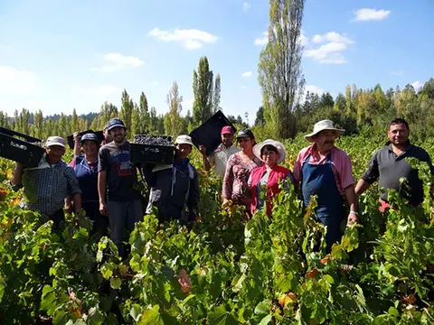 Comenzó cosecha de Malbec de San Rosendo de más de 140 años