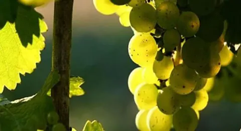 Cuenta atrás para Albariños al Mundo 2016