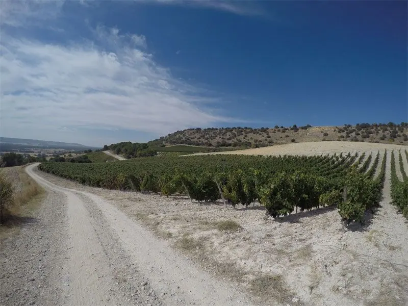 Bodega Quinta Sardonia