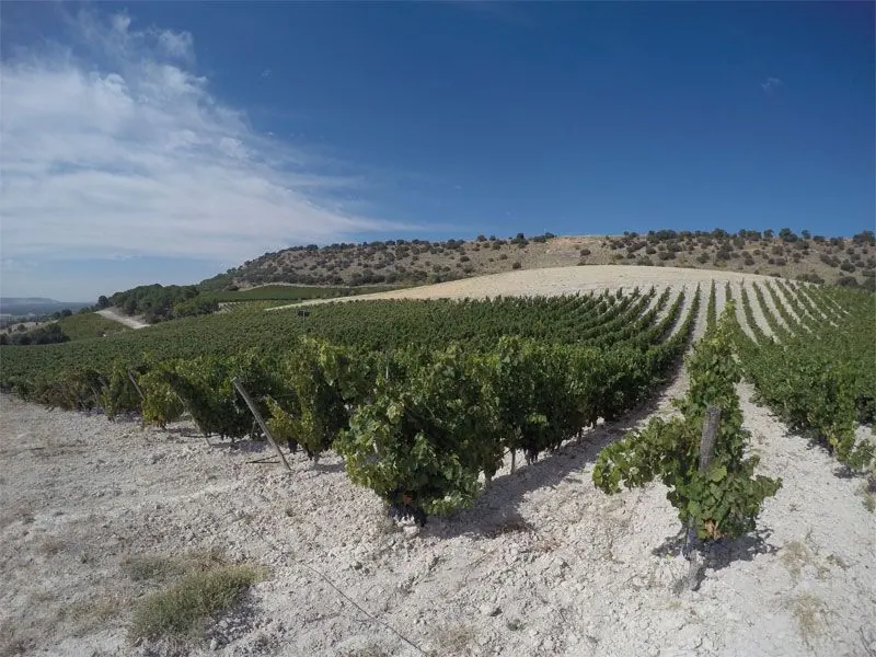 Bodega Quinta Sardonia