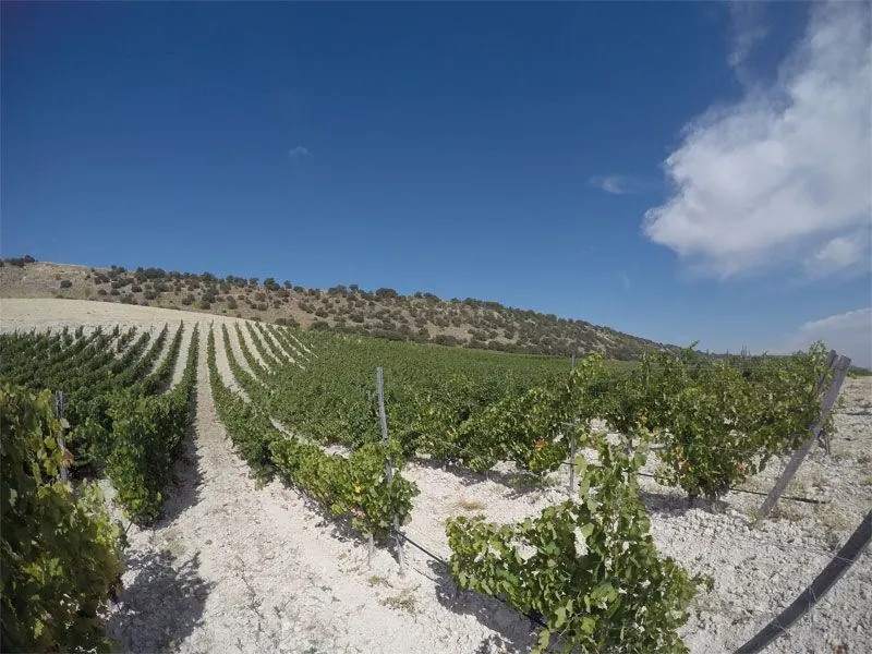 Bodega Quinta Sardonia
