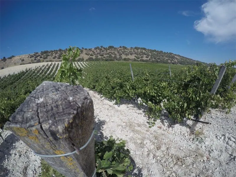 Bodega Quinta Sardonia