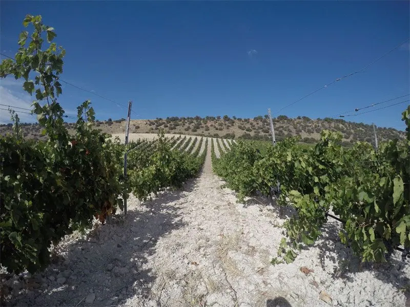 Bodega Quinta Sardonia