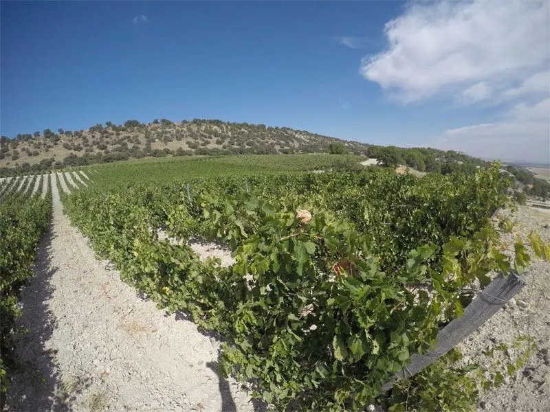 Bodega Quinta Sardonia