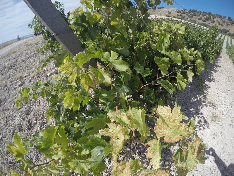 Bodega Quinta Sardonia