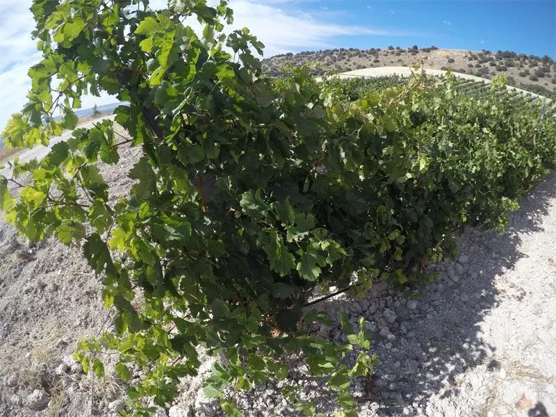 Bodega Quinta Sardonia