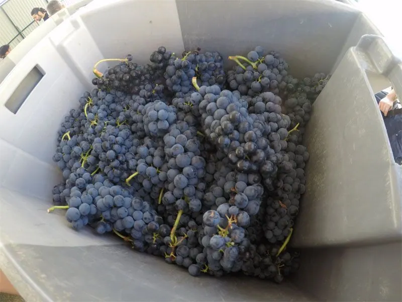 Bodega Quinta Sardonia