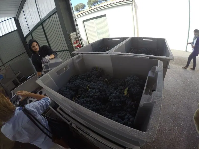 Bodega Quinta Sardonia