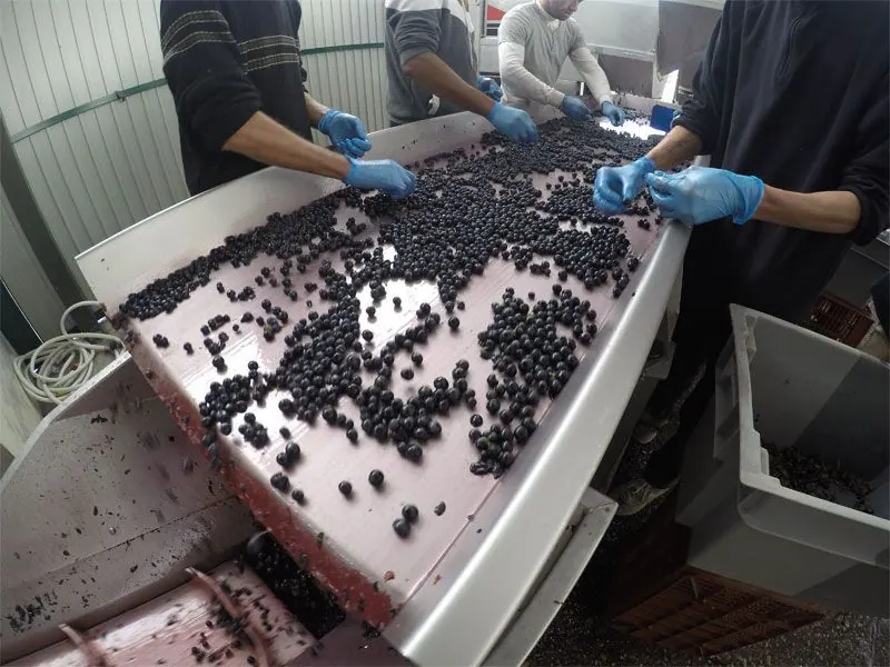 Bodega Quinta Sardonia