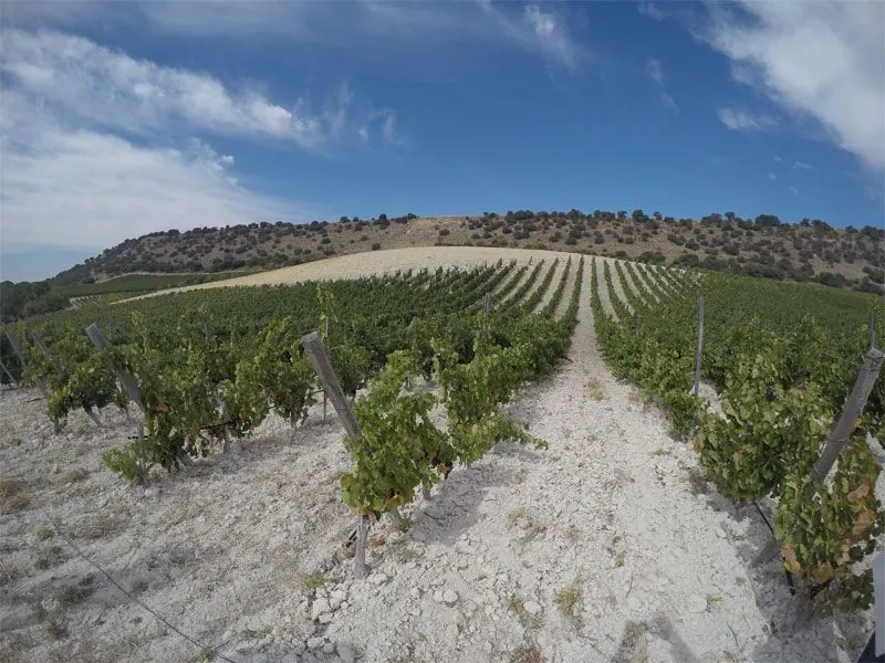 Bodega Quinta Sardonia
