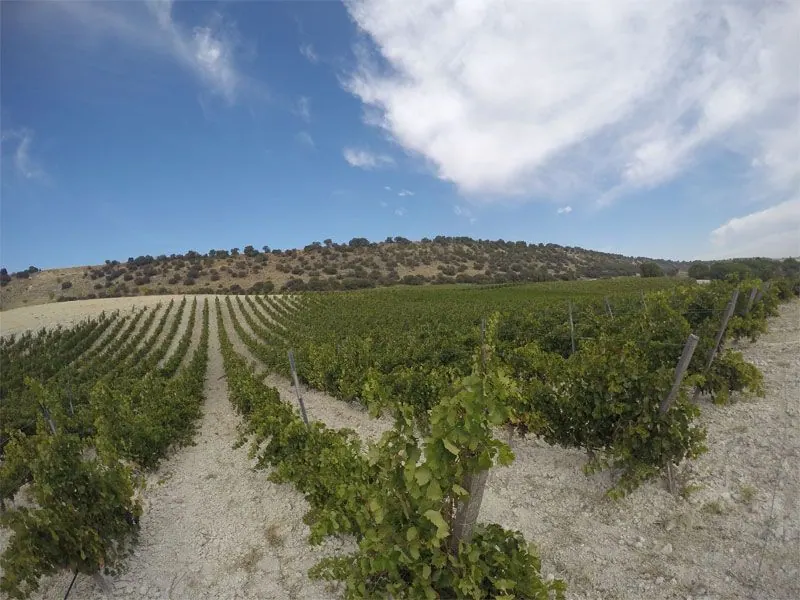 Bodega Quinta Sardonia