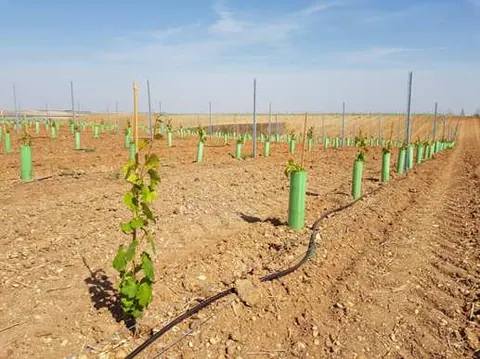 Bodegas el inicio invierte en la plantación de 23 hectáreas de viñedo ecológico en Rueda