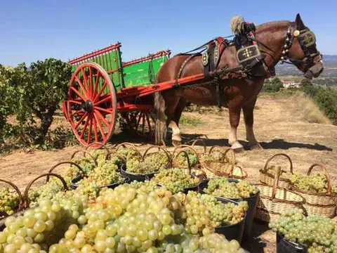 Once bodegas de Cava abren sus puertas durante la vendimia