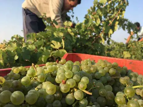 Comienza la vendimia en la Bodega Javier Sanz Viticultor