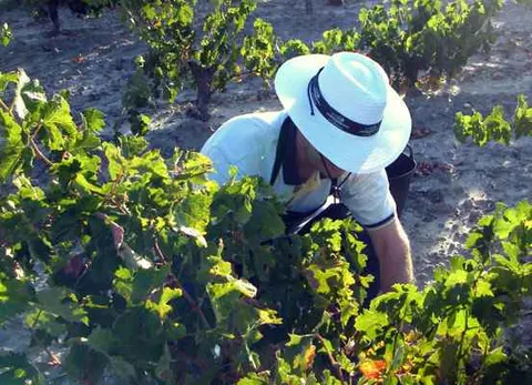 Conviértete en vendimiador en Abadía Retuerta Ledomaine