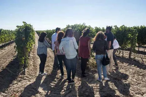 La Ruta del Vino de Rueda inicia la vendimia con un intenso programa de actividades