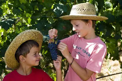 Otoño de sensaciones en la Ruta del Vino Ribera del Duero con la vendimia