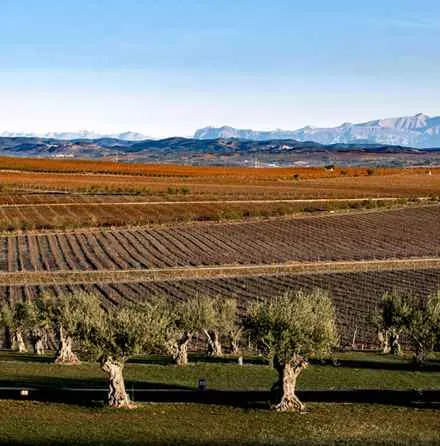 Cinco propuestas enoturísticas para disfrutar del otoño con VinoSelección