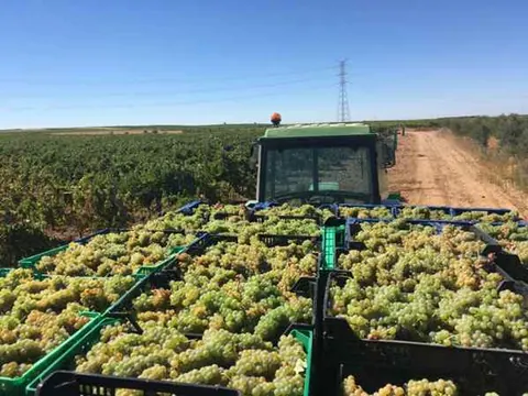 La Bodega Javier Sanz Viticultor finaliza una vendimia exitosa