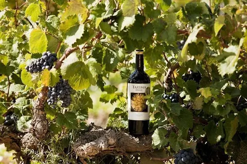 Bodegas Volver: triunfando en Wine Spectator 2019