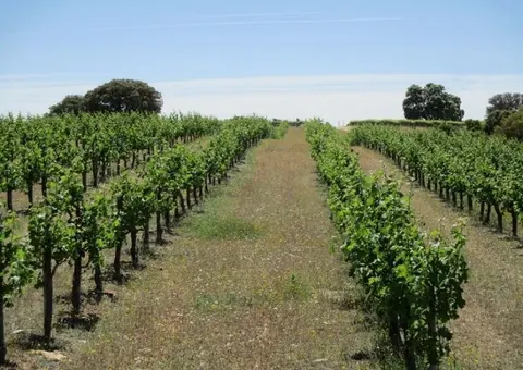 Los viñedos y bodega de Dehesa de Luna ya son ecológicos