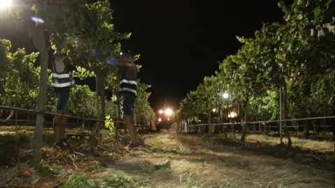 Raimat inicia la temporada de vendimia en Europa con su característica recolección manual nocturna