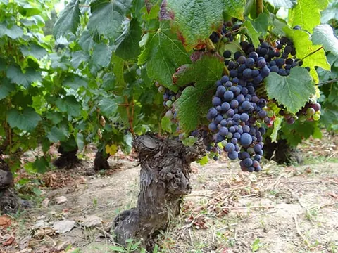 Lanzan Tour del Vino del Cambio Climático que recorrerá Viñedos Antiguos