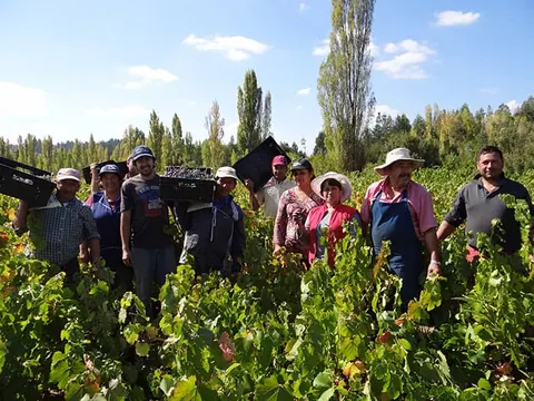 Lanzan Tour del Vino del Cambio Climático que recorrerá Viñedos Antiguos