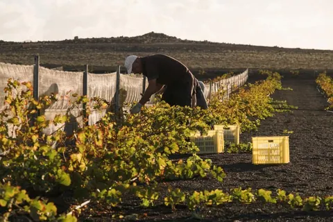 El grifo Vendimia de invierno