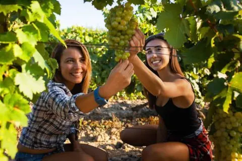 Vendimia del cava