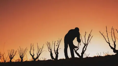 Bodegas familiares de rioja