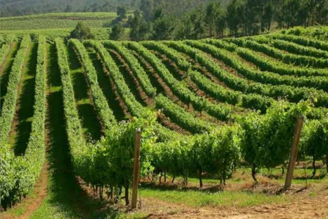 Terras gauda