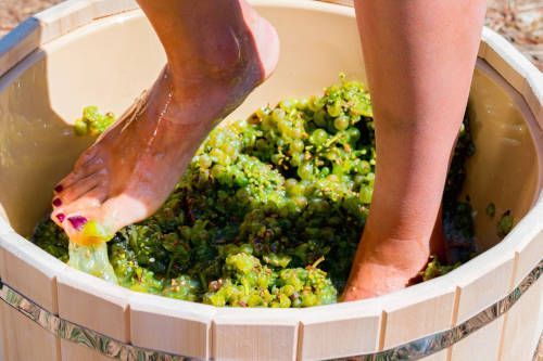 Vendimia del cava