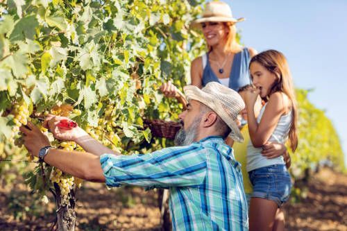 Vendimia del cava