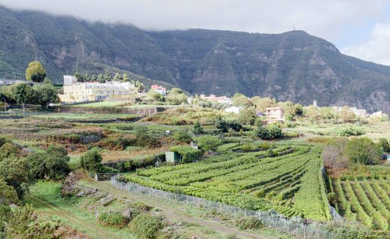 Canary wine