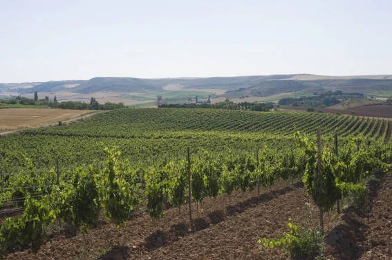 Cata de vino