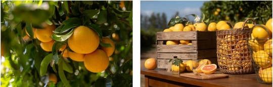 Cointreau citrus series