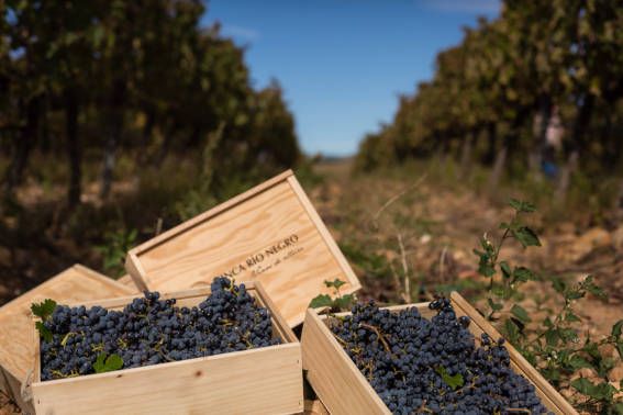 Finca Río Negro finaliza la vendimia 2024