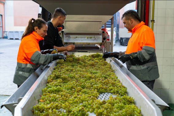 Vendimia 2024 en Bodega Cuatro Rayas