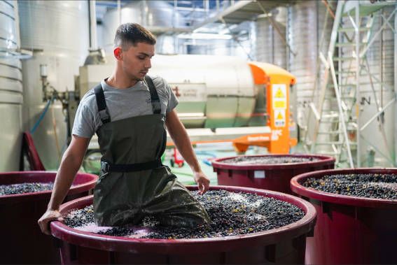 Vendimia 2024 en Bodega Cuatro Rayas