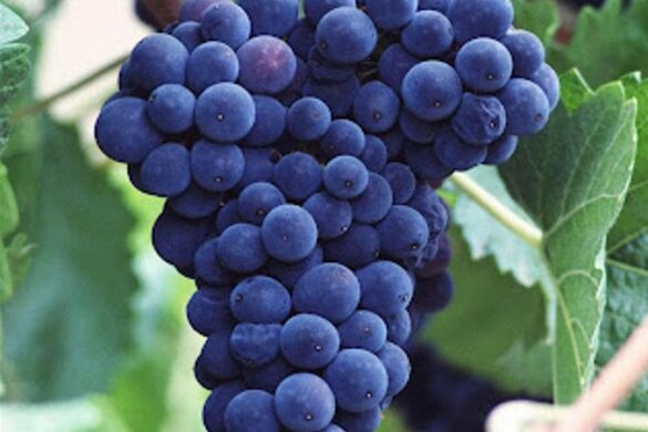 La maduración de la uva clave para un gran vino