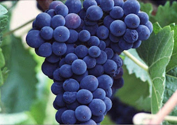 La maduración de la uva clave para un gran vino